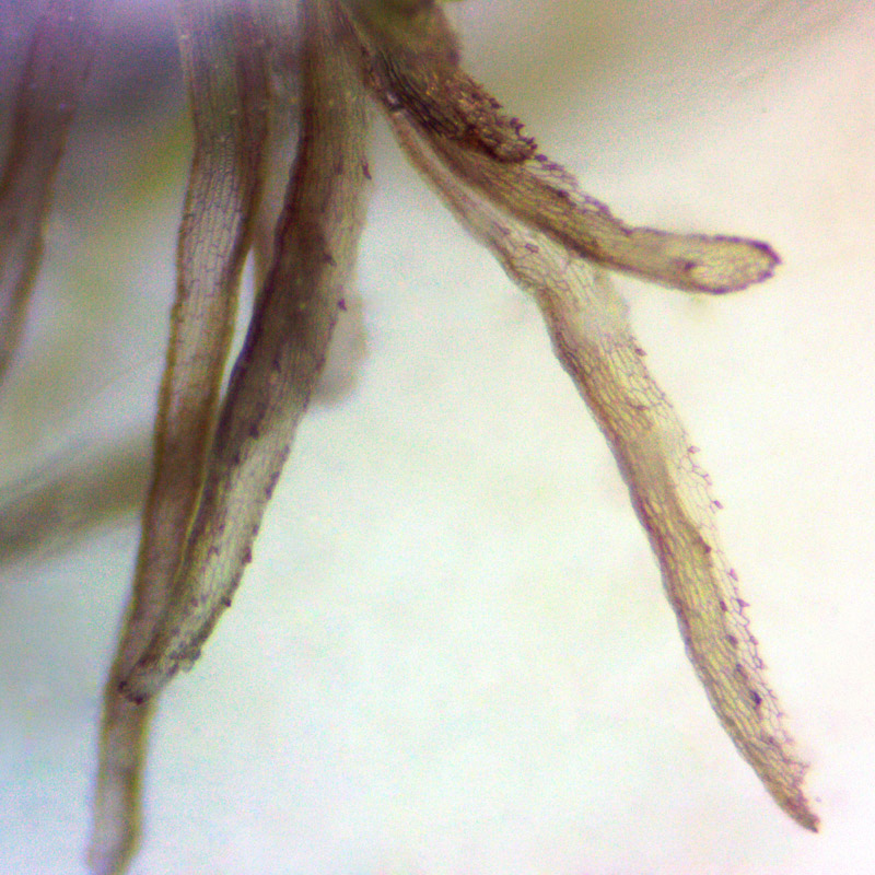 Ricciocarpos natans